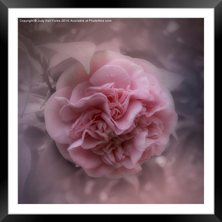  Pink Camellia Framed Mounted Print by Judy Hall-Folde