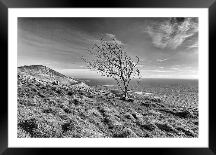  A lone tree overlooking Kimmeridge in mono Framed Mounted Print by Mark Godden