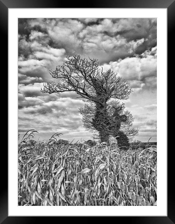  Windswept trees in Norfolk.  Framed Mounted Print by Mark Godden