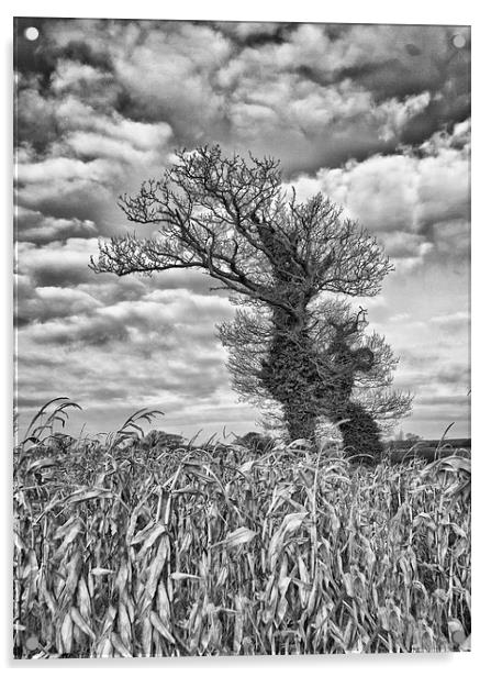  Windswept trees in Norfolk.  Acrylic by Mark Godden