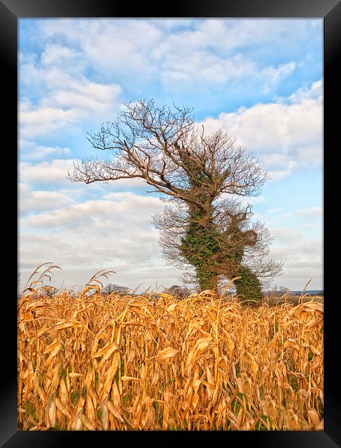 Windswept trees in Norfolk.  Framed Print by Mark Godden