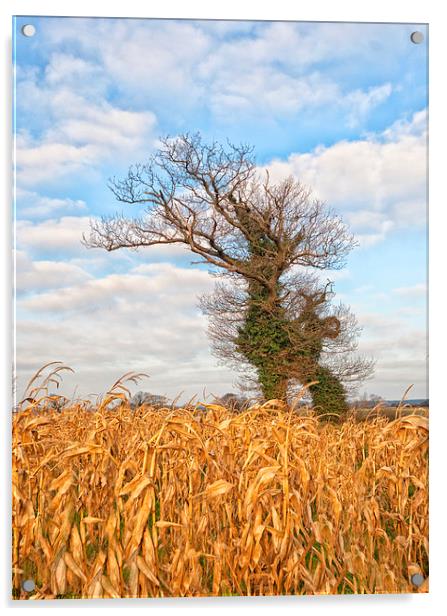 Windswept trees in Norfolk.  Acrylic by Mark Godden