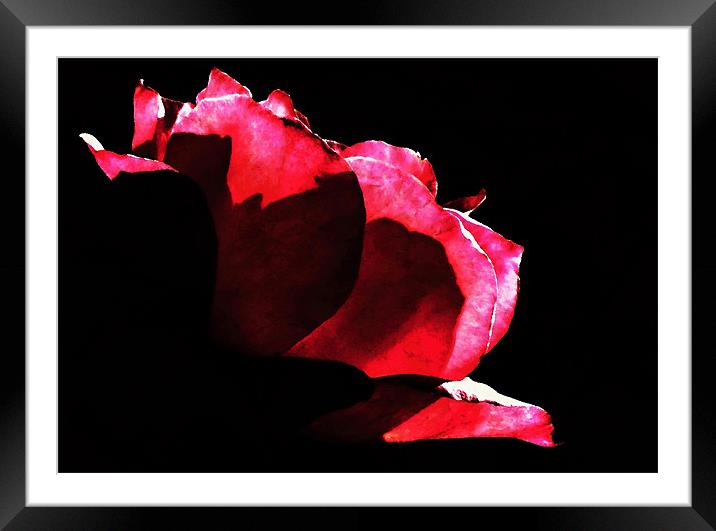 Rose Framed Mounted Print by Radovan Chrenko