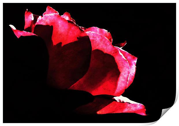 Rose Print by Radovan Chrenko