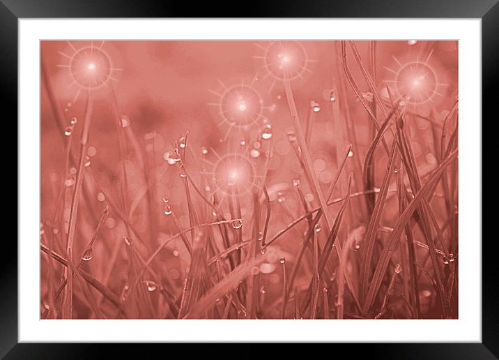  fairy dust Framed Mounted Print by carin severn