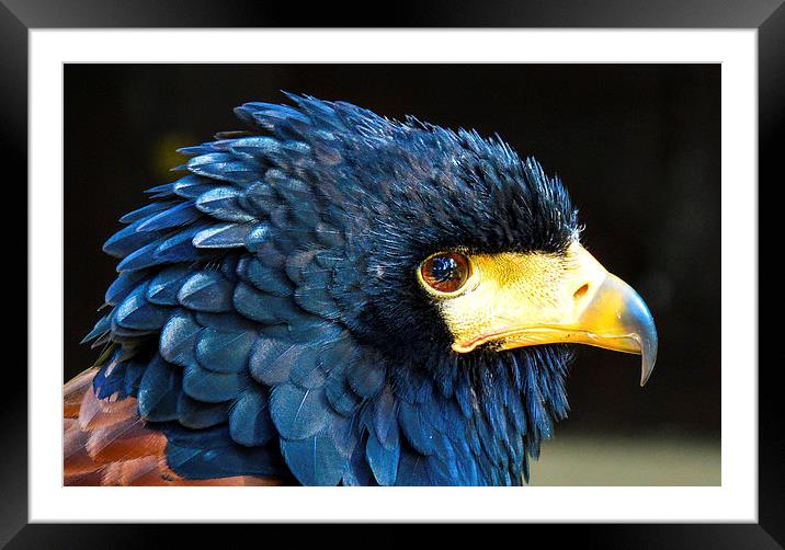 bird of prey Framed Mounted Print by nick wastie