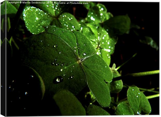 Water droplets Canvas Print by Marius Serdenciuc