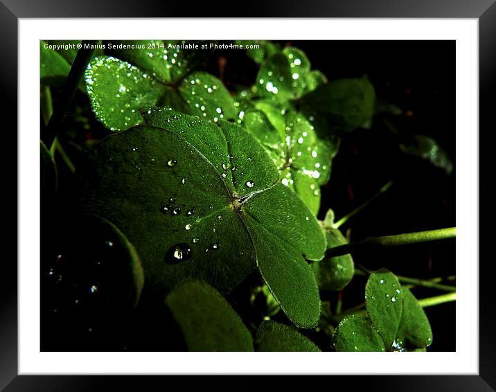 Water droplets Framed Mounted Print by Marius Serdenciuc