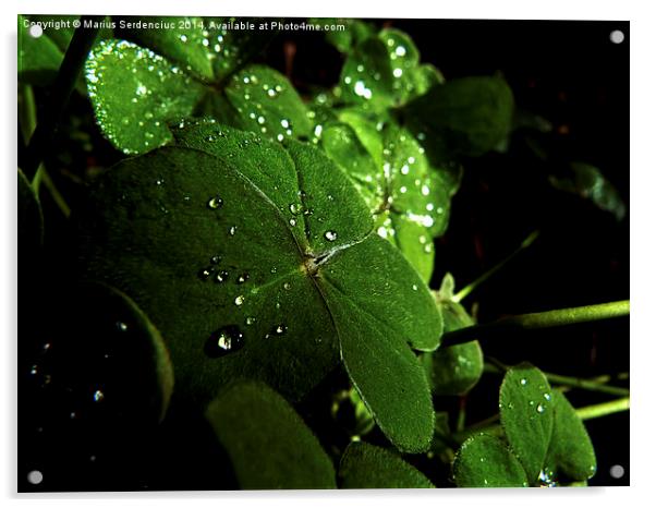 Water droplets Acrylic by Marius Serdenciuc