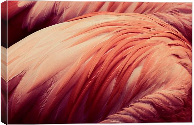  flamingo pink Canvas Print by Heather Newton