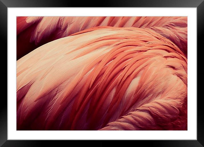  flamingo pink Framed Mounted Print by Heather Newton