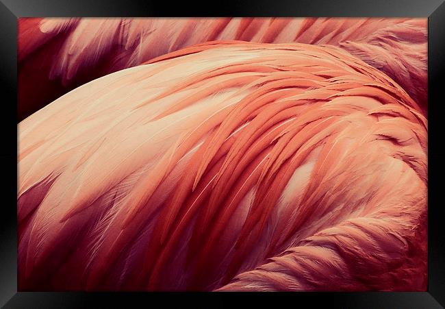  flamingo pink Framed Print by Heather Newton