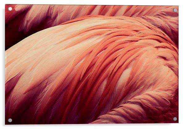 flamingo pink Acrylic by Heather Newton