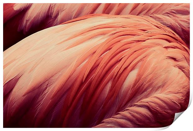 flamingo pink Print by Heather Newton