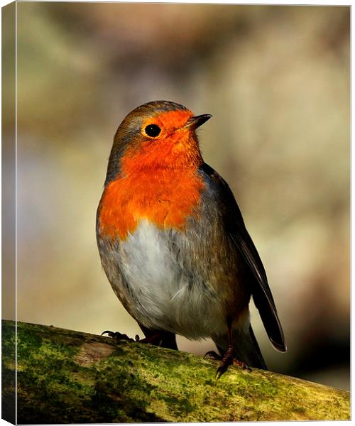  Robin Canvas Print by Macrae Images