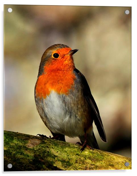  Robin Acrylic by Macrae Images