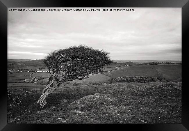  Lone Tree Framed Print by Graham Custance
