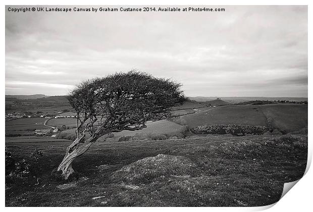  Lone Tree Print by Graham Custance
