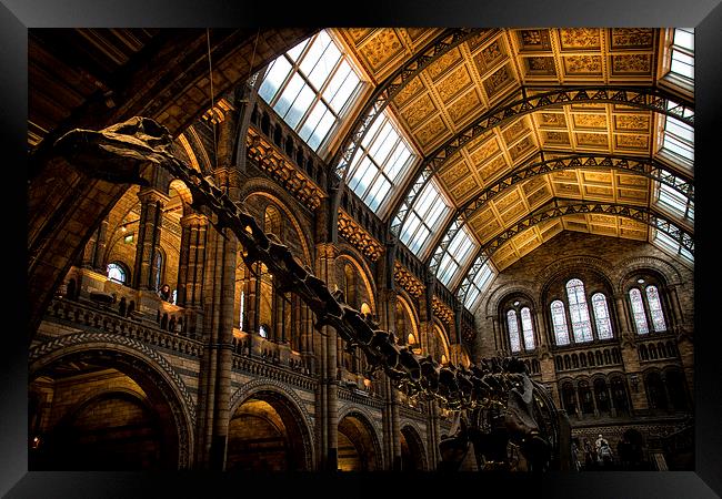  Natural History Museum Framed Print by Ian Hufton