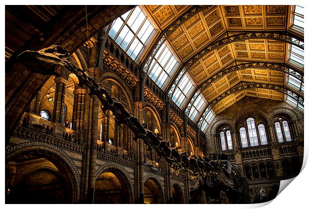  Natural History Museum Print by Ian Hufton