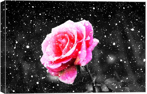  Rose Snow Canvas Print by Christian Corbett