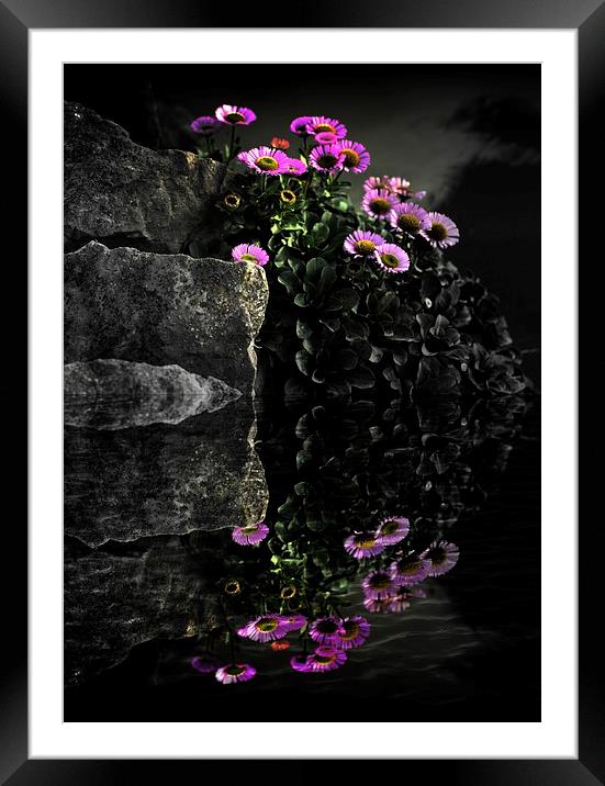  Flower and Rocks Framed Mounted Print by Christian Corbett