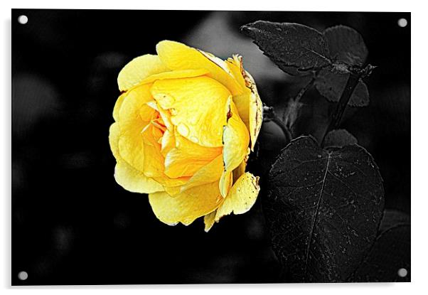  Yellow Flower Acrylic by Christian Corbett