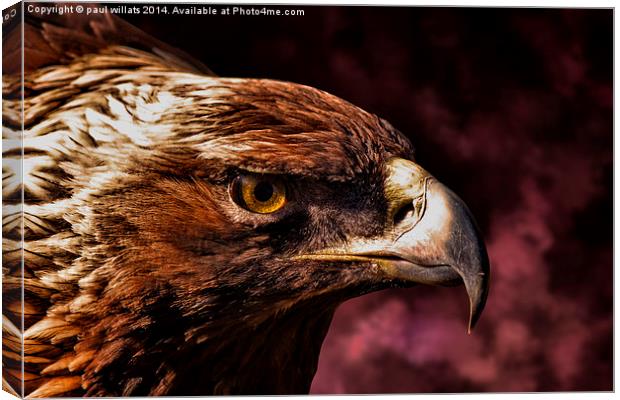  EAGLE Canvas Print by paul willats