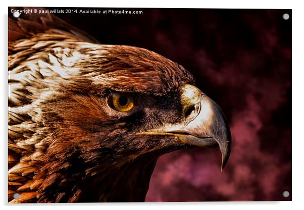  EAGLE Acrylic by paul willats