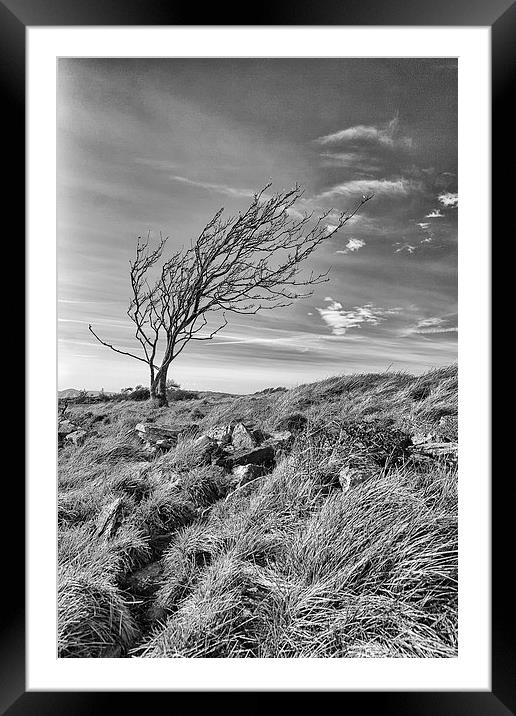 A lone tree on Dorset's Tyneham Cap. Framed Mounted Print by Mark Godden