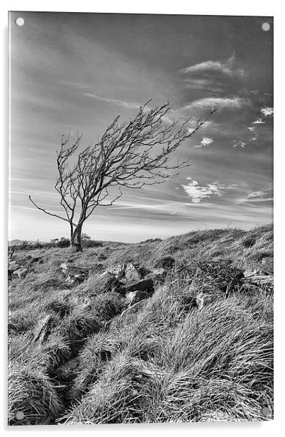  A lone tree on Dorset's Tyneham Cap. Acrylic by Mark Godden