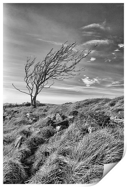  A lone tree on Dorset's Tyneham Cap. Print by Mark Godden
