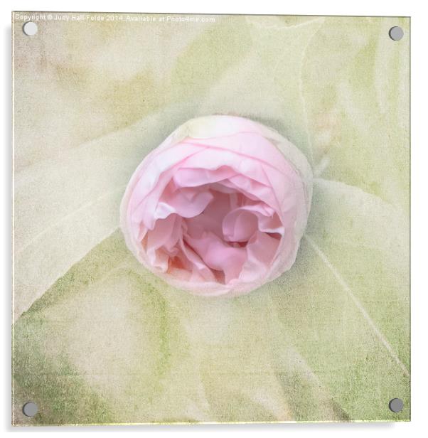  Pink Bud Acrylic by Judy Hall-Folde