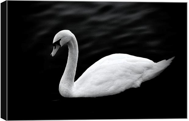  The Swan Canvas Print by Christian Corbett