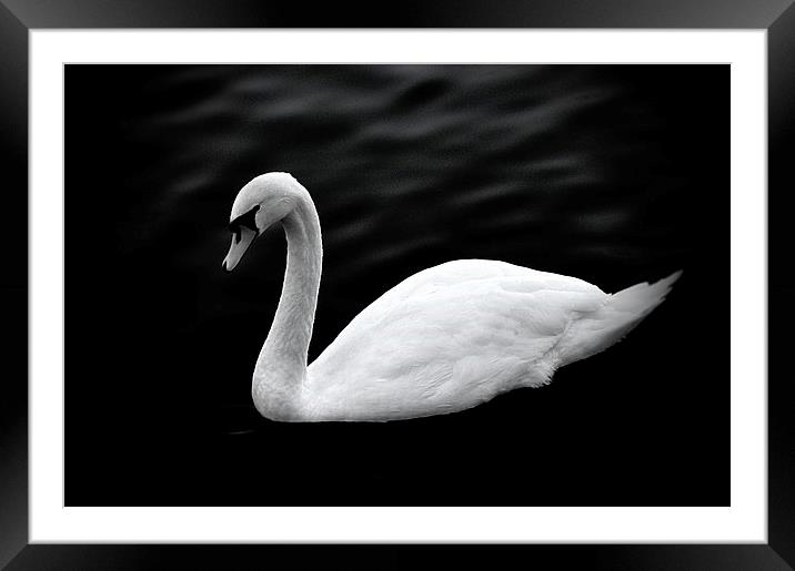  The Swan Framed Mounted Print by Christian Corbett