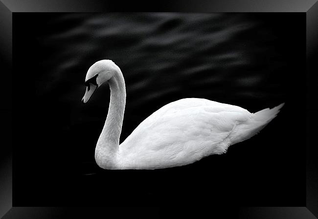  The Swan Framed Print by Christian Corbett