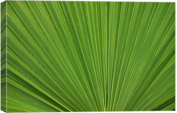 Palm Fan leaf, Licuala Elegans Canvas Print by Jonathan Evans