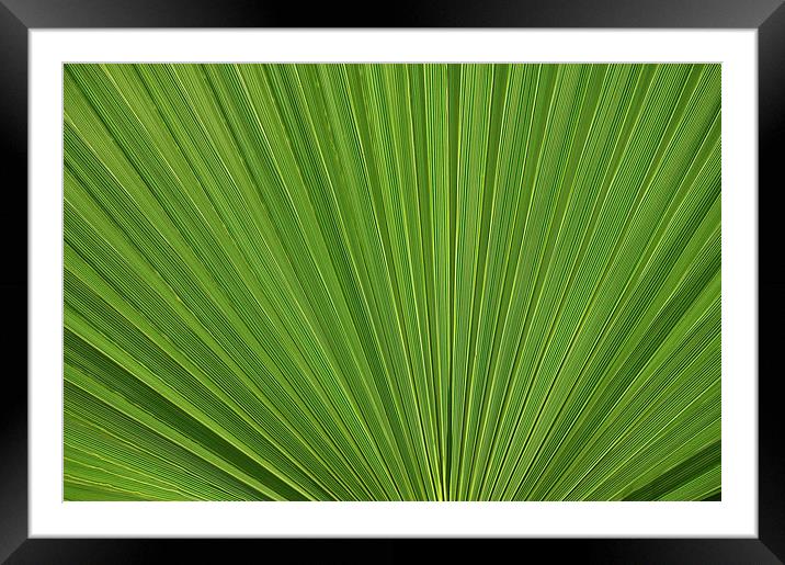 Palm Fan leaf, Licuala Elegans Framed Mounted Print by Jonathan Evans