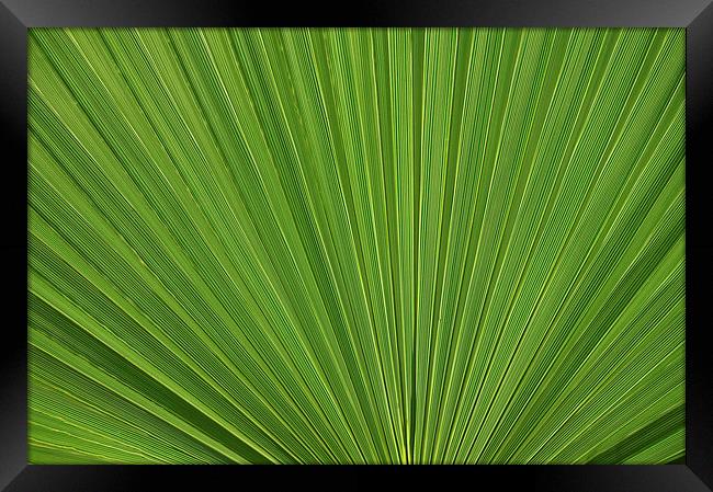 Palm Fan leaf, Licuala Elegans Framed Print by Jonathan Evans