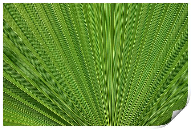 Palm Fan leaf, Licuala Elegans Print by Jonathan Evans