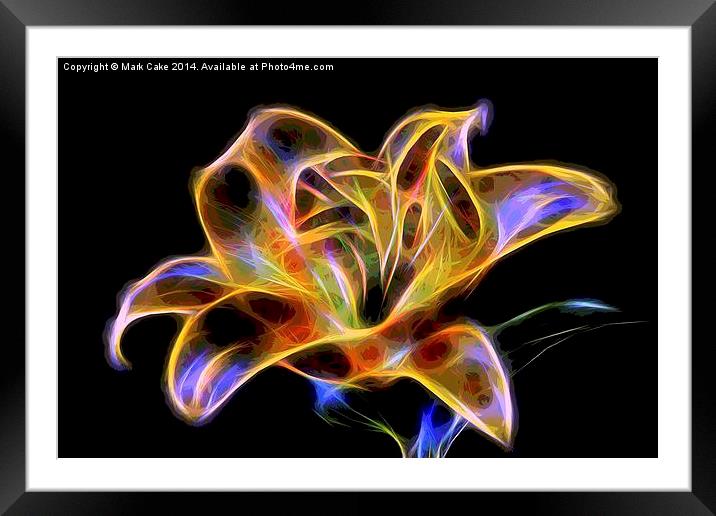 lily  Framed Mounted Print by Mark Cake