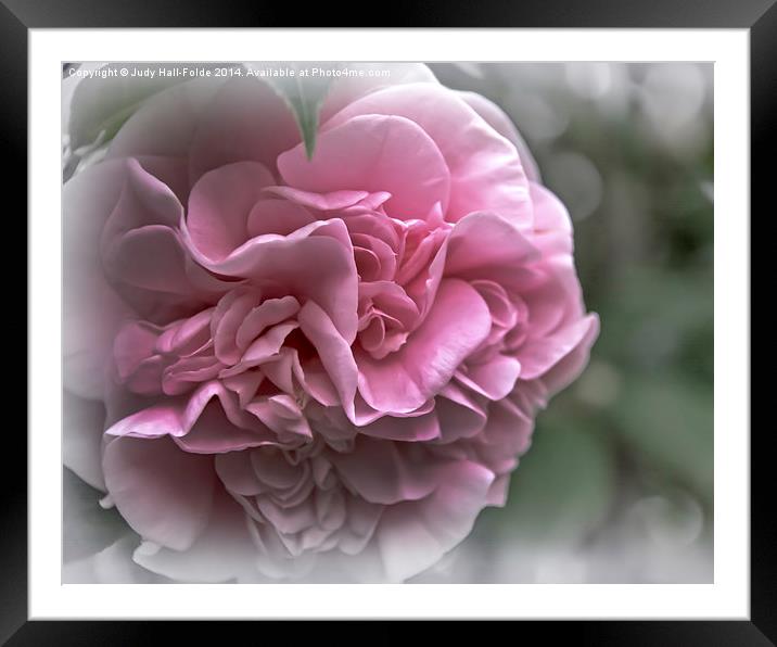 Soft Pink Camellia Framed Mounted Print by Judy Hall-Folde