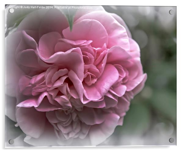  Soft Pink Camellia Acrylic by Judy Hall-Folde
