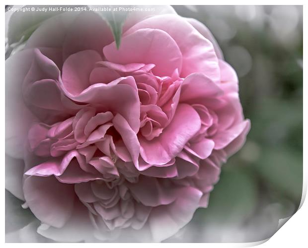  Soft Pink Camellia Print by Judy Hall-Folde