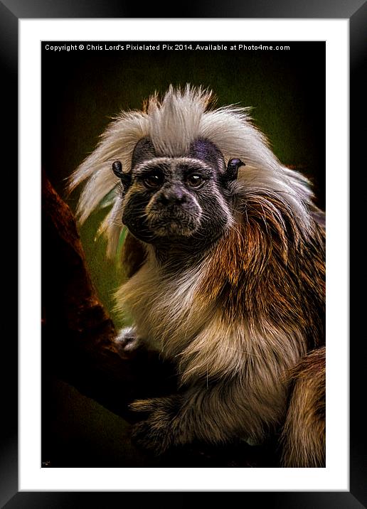  Tamarin Monkey Framed Mounted Print by Chris Lord