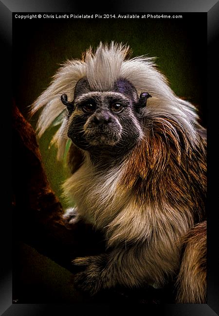  Tamarin Monkey Framed Print by Chris Lord