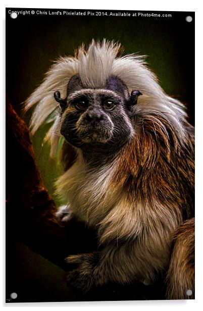  Tamarin Monkey Acrylic by Chris Lord