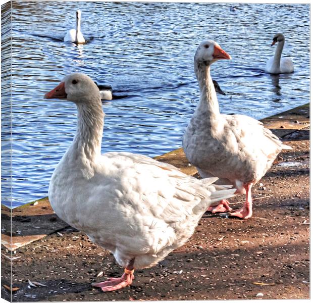 Embden Geese Canvas Print by Tom Gomez