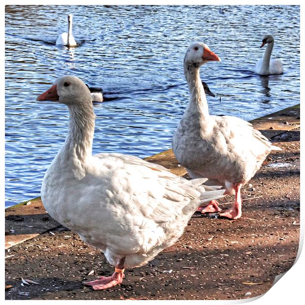 Embden Geese Print by Tom Gomez
