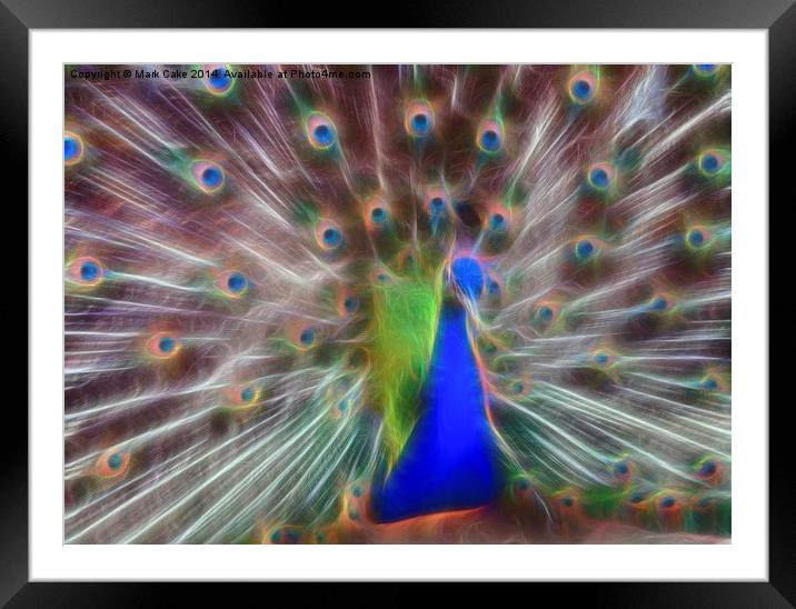  Peacock display Framed Mounted Print by Mark Cake